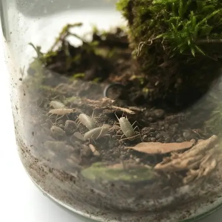 small bugs inside bioactive terrarium