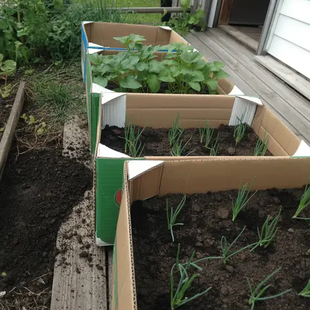 cardboard box gardening used in raised beds