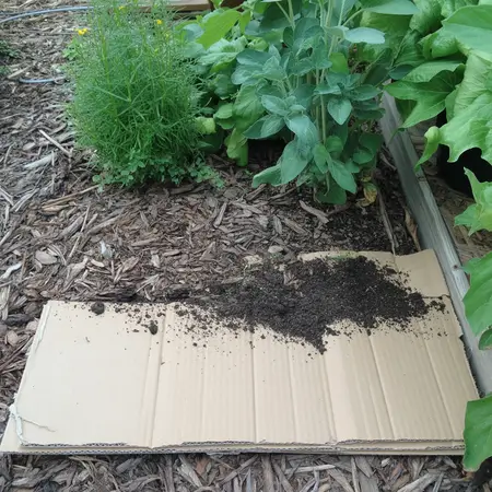 use of cardboard box as moisture control