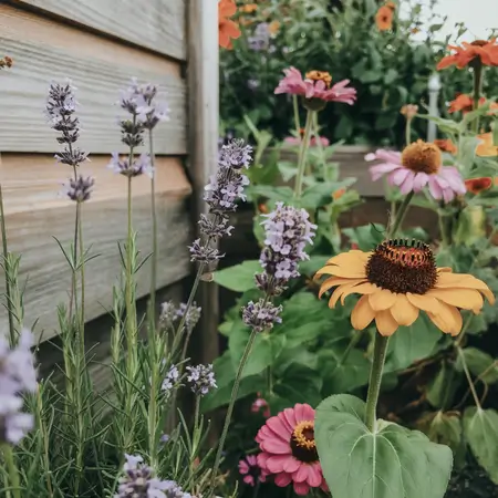pollinators to encourage environmental friendly garden