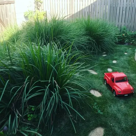 kikuyu grass adds aesthetics to your garden