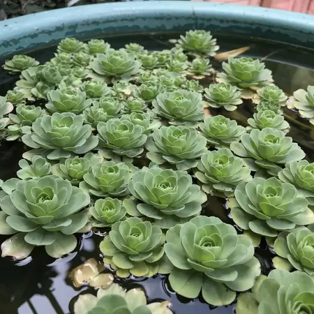water lettuce in water garden