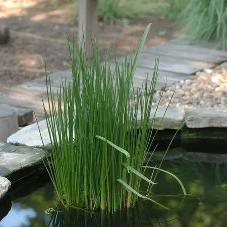 sweet flag brings beauty to your pond