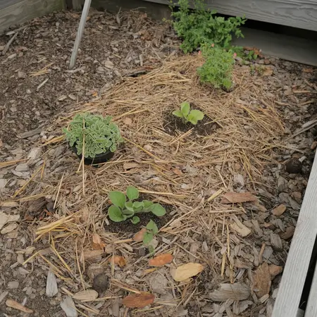 Use mulch to keep soil healthy