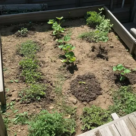 Keep spacing between plants optimal