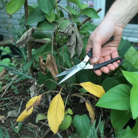 prune plants regularly to keep them in better shape