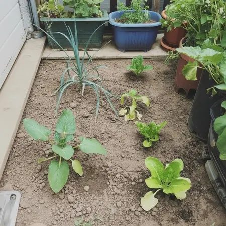 keep the plants at safe distance