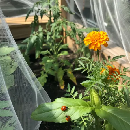 use natural pest controls instead of harmful chemicals 