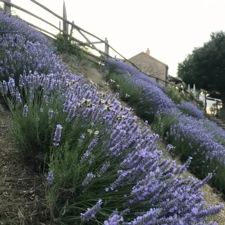 planting flowers naturally on slope
