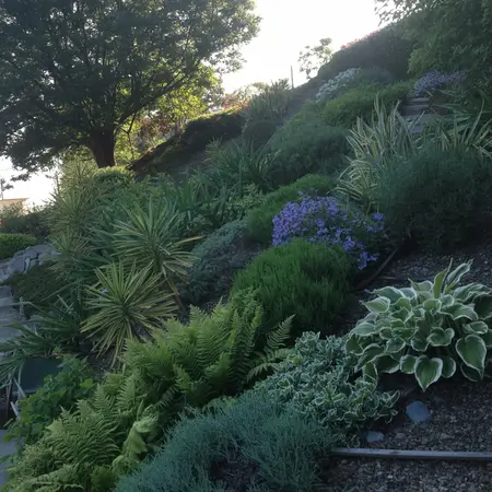 plants on a slope with sun rising in background