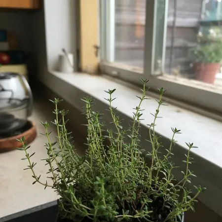 thyme grown inside in pot