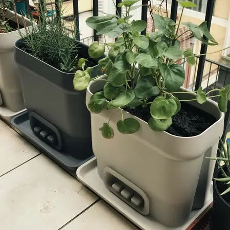 self watering plants to help you grow plants better