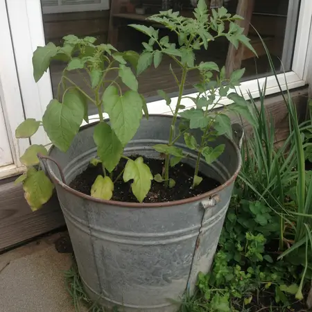 old bucket used as planter