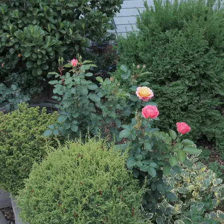 roses with evergreens