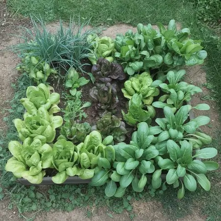 Salad Garden Square