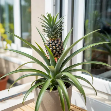 A pineapple plant in container