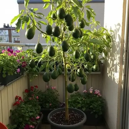Grow fresh avocados in container