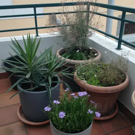 native plants grow naturally and are perfect addition for terrace garden