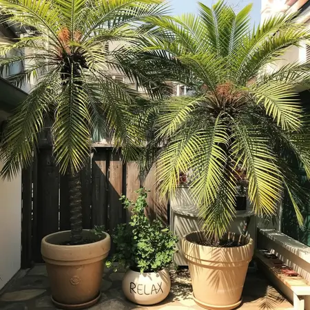 Bring in tall palms to design aesthetic garden