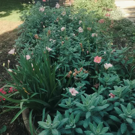 flowers planted closely creating a flower bed