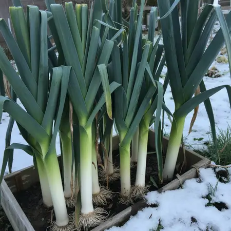 growing lees in winter has never been this easy