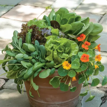 Salad Bowls Of Fresh Greens
