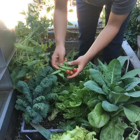 Creating A New Year’s Resolution Garden