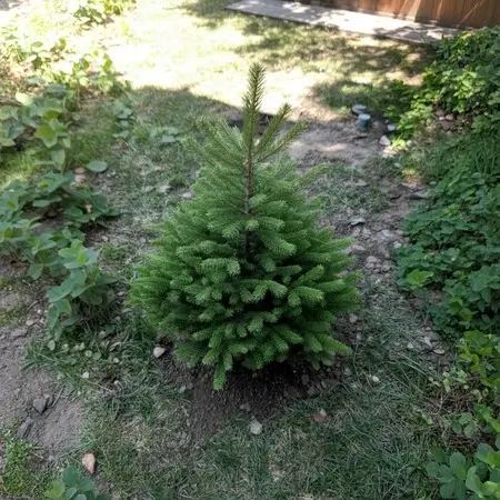 Learn to Grow a Christmas Tree in Your Backyard