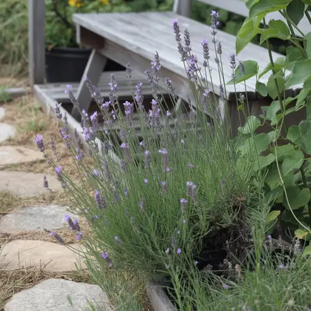 Lavender is a Must-Have Plant for a Witch’s Backyard Garden