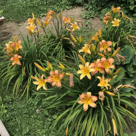 Cluster of orange daylilies in garden