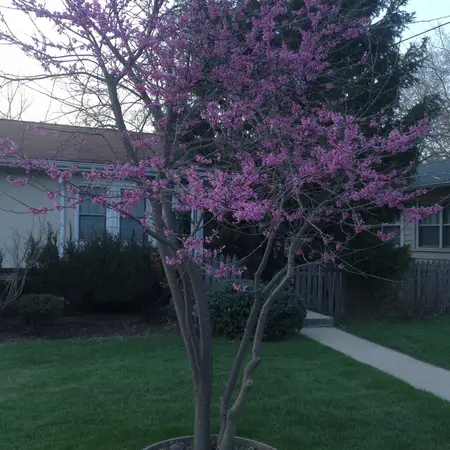 small trees for front yard