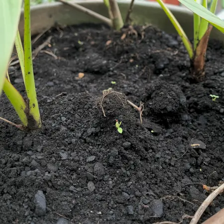 cotton soil perfect for crops