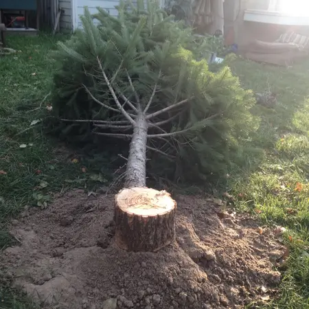 Cut the Christmas tree on the right time