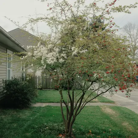 A small serviceberry tree in front yard