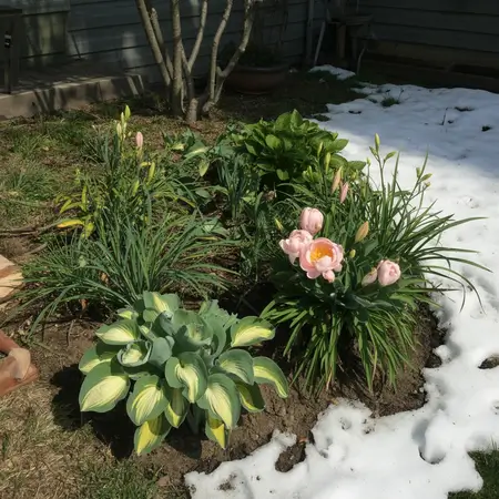 Flowers blooming near melting snow
