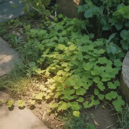 Lush green creeping jenny growing on ground