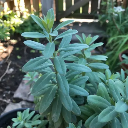 Green Rue plant with thick leaves