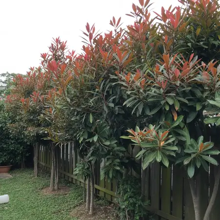 Lush green photinia hedge with red tips